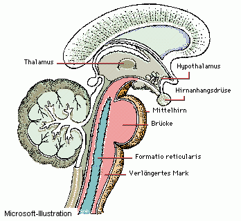 Grafik: menschlicher Hirnstamm im Querschnitt mit den einzelenenFachbegriffen