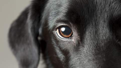 Nahaufnahme eines halben, schwarzen Labradorkopfes, der direckt in die Kamera blickt