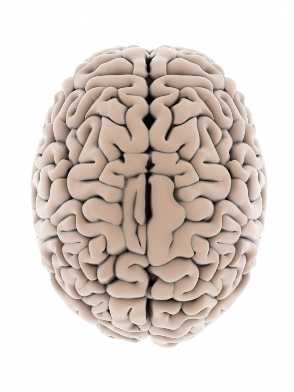 Grafik: Eine plastisches Gehirn mit Blick von oben auf die einzigartige Plastizität der Hirnwindungen
