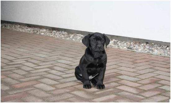 Foto von Labrador-Retriever Minou als Welpe